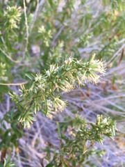 Brickellia longifolia multiflora