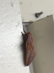 Syssphinx bisecta