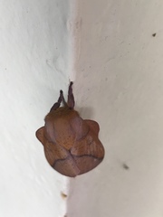 Syssphinx bisecta