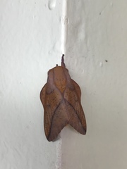 Syssphinx bisecta