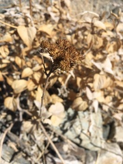 Bahiopsis reticulata