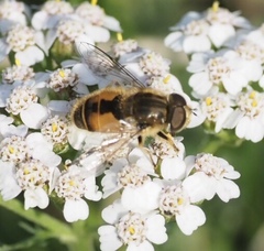 Eristalis abusiva