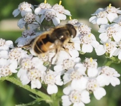 Eristalis abusiva
