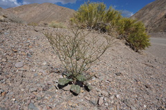 Eriogonum hoffmannii hoffmannii