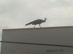 Pavo cristatus