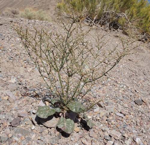 Eriogonum hoffmannii var. hoffmannii