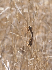Stenopogon