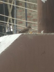 Passer domesticus