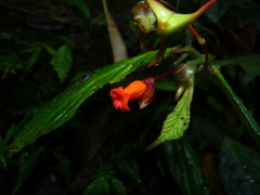 Begonia longirostris