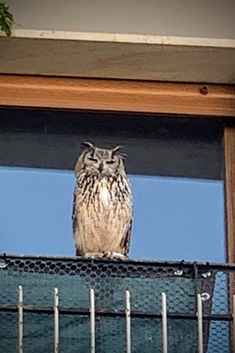 View observation of {o.common_name} on iNaturalist