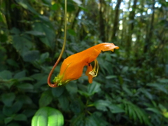 Columnea strigosa