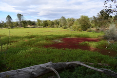 Azolla microphylla