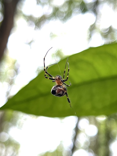 Orange-and-black Pear Spider