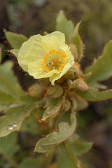 Meconopsis paniculata, photograph (c) Morten Ross, some rights reserved (CC BY)