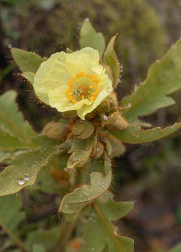 Satin poppy (Meconopsis paniculata)