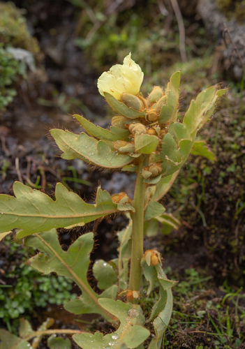Meconopsis paniculata, photograph 4