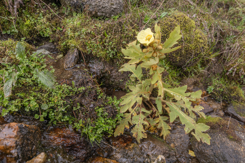 Meconopsis paniculata, photograph 6