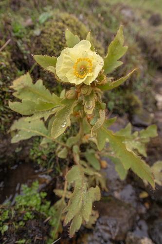 Meconopsis paniculata, photograph 5