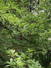 Pipilo erythrophthalmus