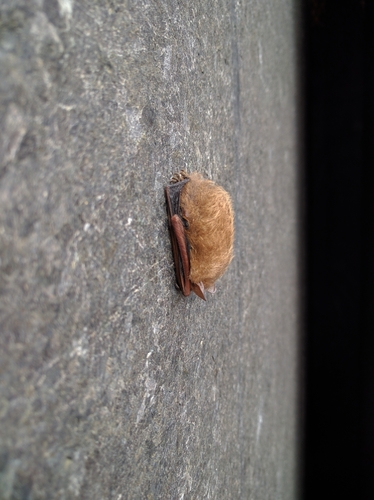 Tri-coloured Bat photographed in New Jersey