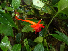 Fuchsia macrostigma