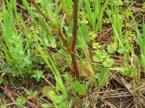 Image of Rumex cordatus by (c) Jeremy Gilmore, some rights reserved (CC BY)