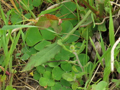 Rumex cordatus