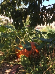 Cucurbita maxima maxima