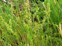 Rumex cordatus