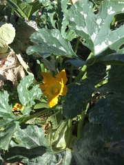 Cucurbita maxima maxima