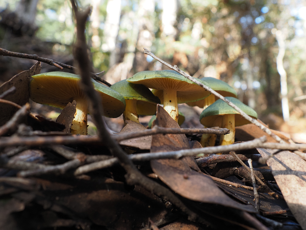 Cortinarius austrovenetus · June 2025 · photo: © cowirrie (iNaturalist, cc0)