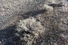 Eriogonum wrightii trachygonum