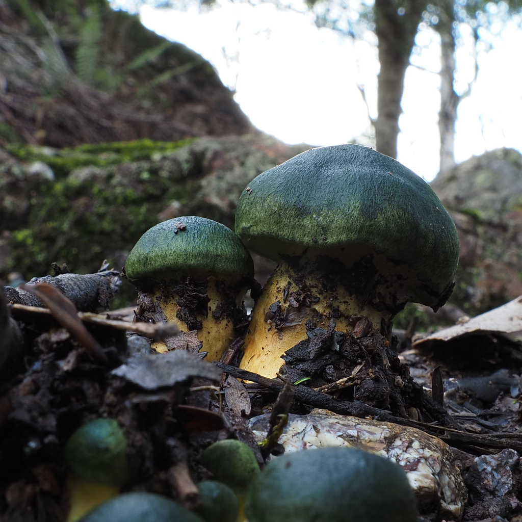 Cortinarius austrovenetus · June 2025 · photo: © cowirrie (iNaturalist, cc0)