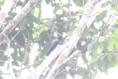 Hylopsar purpureiceps