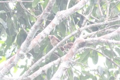 Gymnobucco peli