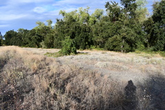 Eriogonum wrightii trachygonum