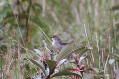 Cisticola anonymus