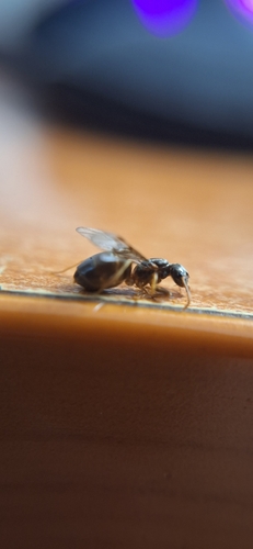 Lasius balcanicusLasius balcanicus