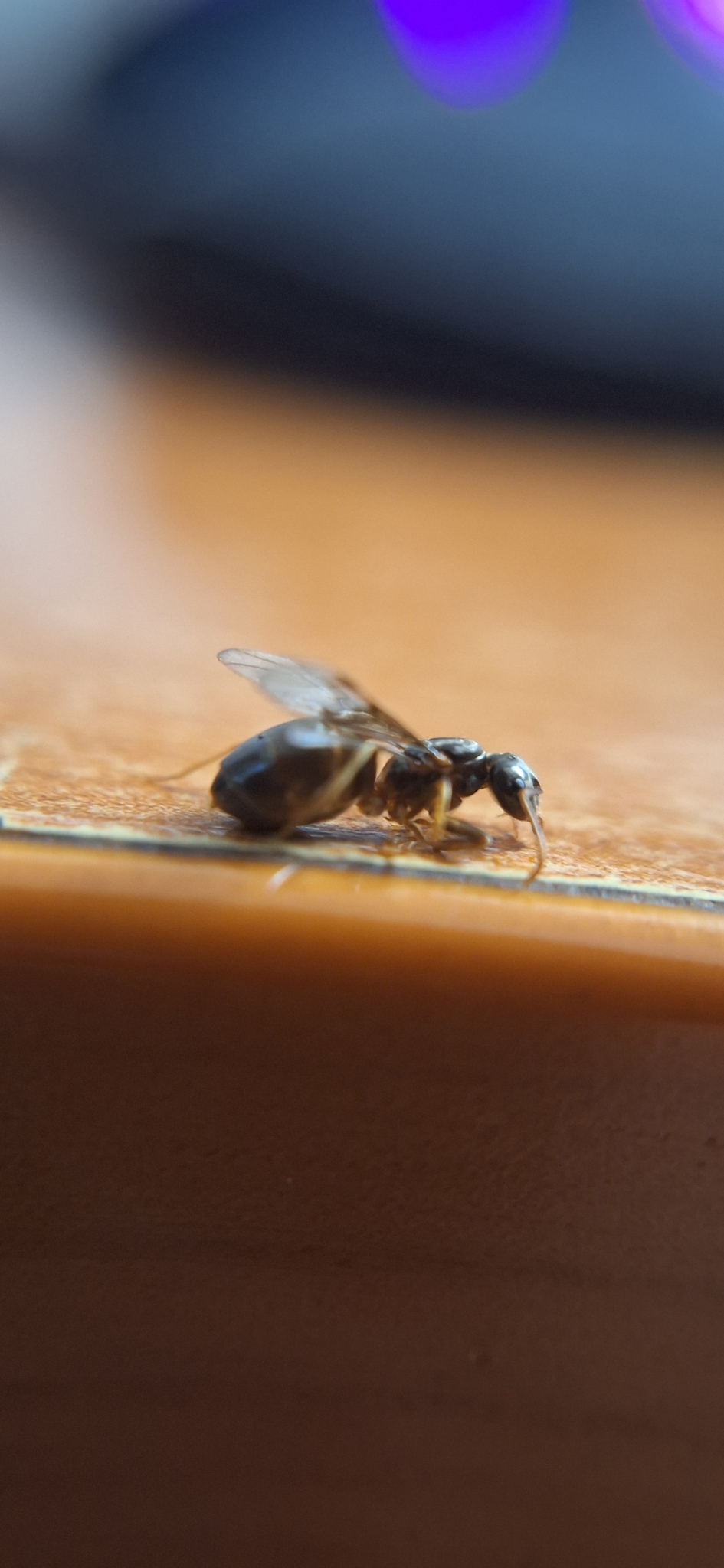 Lasius balcanicus