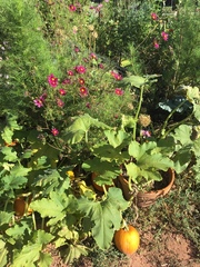 Cucurbita maxima maxima