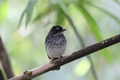 White-Browed Forest Flycatcher photo 3