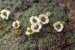 Saxifraga pulvinaria