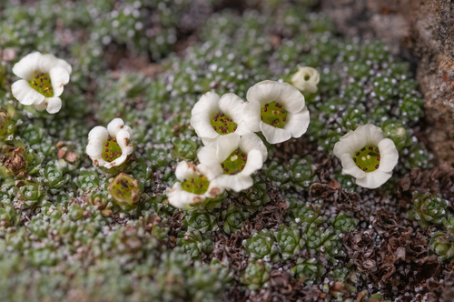 Saxifraga pulvinaria, photograph 1