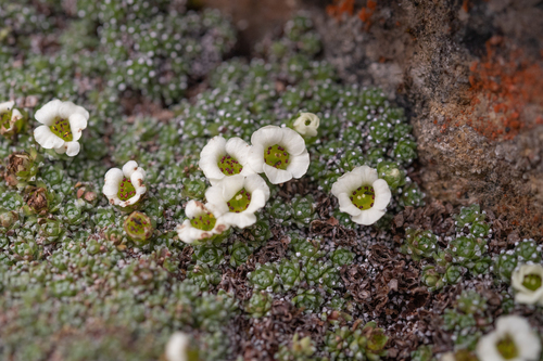 Saxifraga pulvinaria, photograph 2