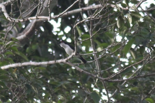 iNaturalist image