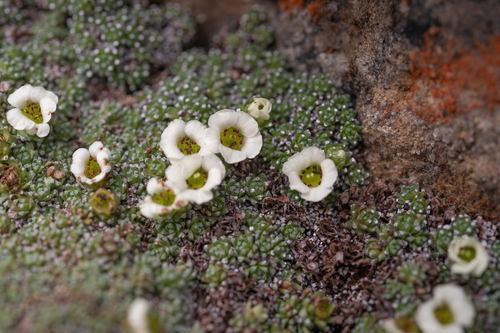Saxifraga pulvinaria, photograph 3