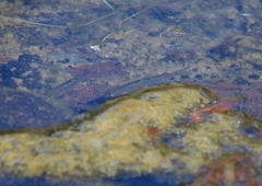 Hesperoleucus symmetricus