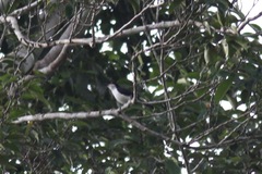 Dryoscopus senegalensis
