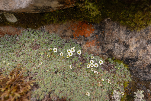 Saxifraga pulvinaria, photograph 5