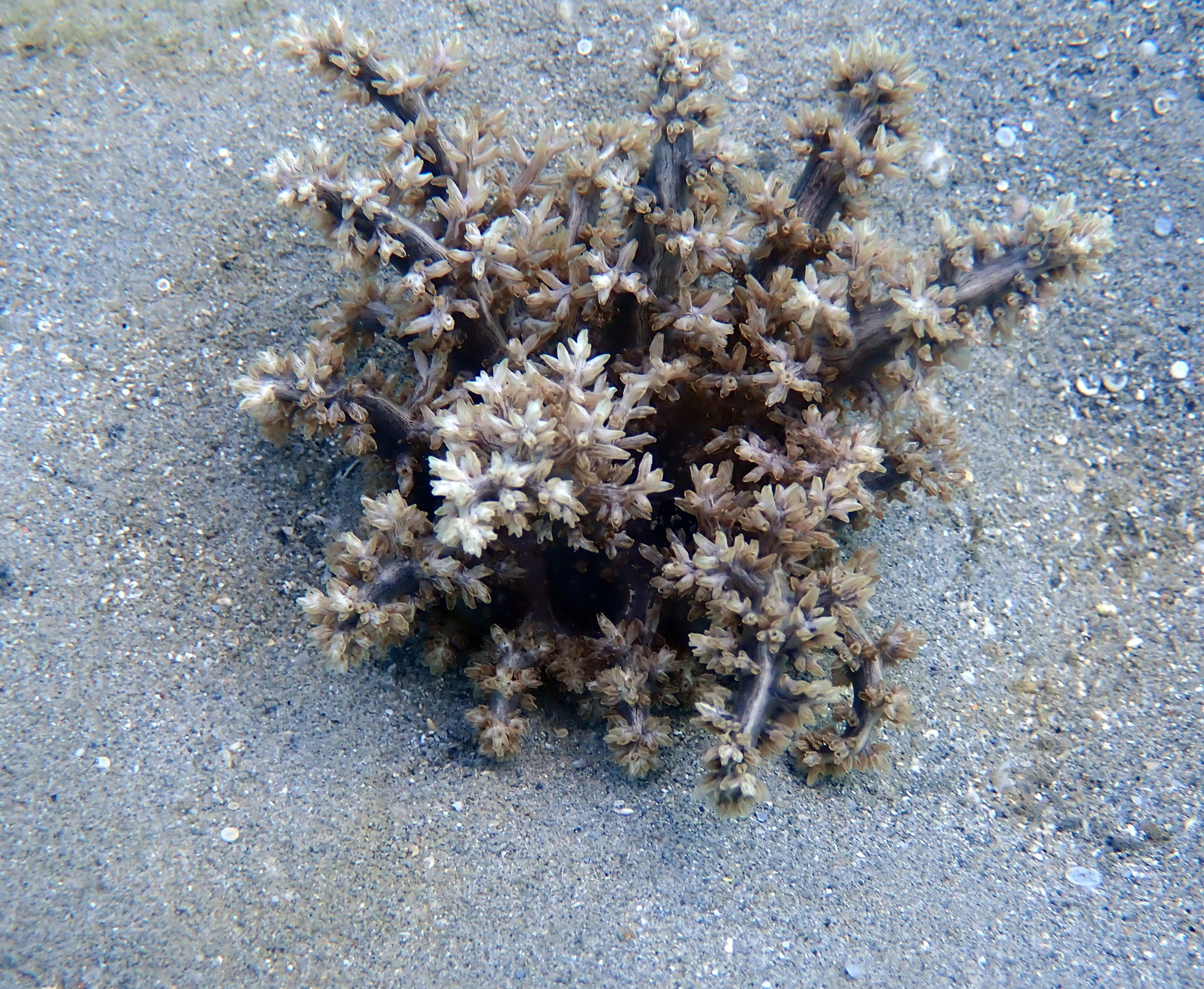 Actinodendron arboreum (Quoy & Gaimard, 1833)
